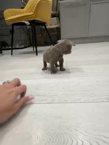 Olde English Bulldogge dogs for sale: Top quality olde English bulldogs - NEBBER REG - Video 3