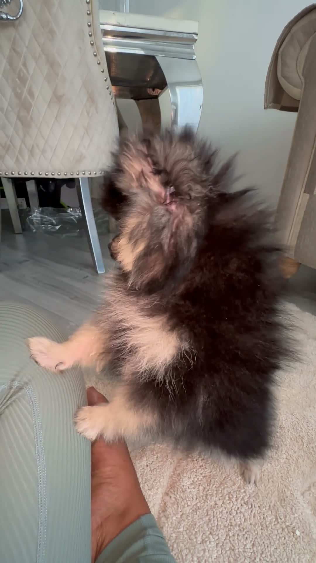 Pomeranian dogs for sale: 1 BOY LEFT - Video 1