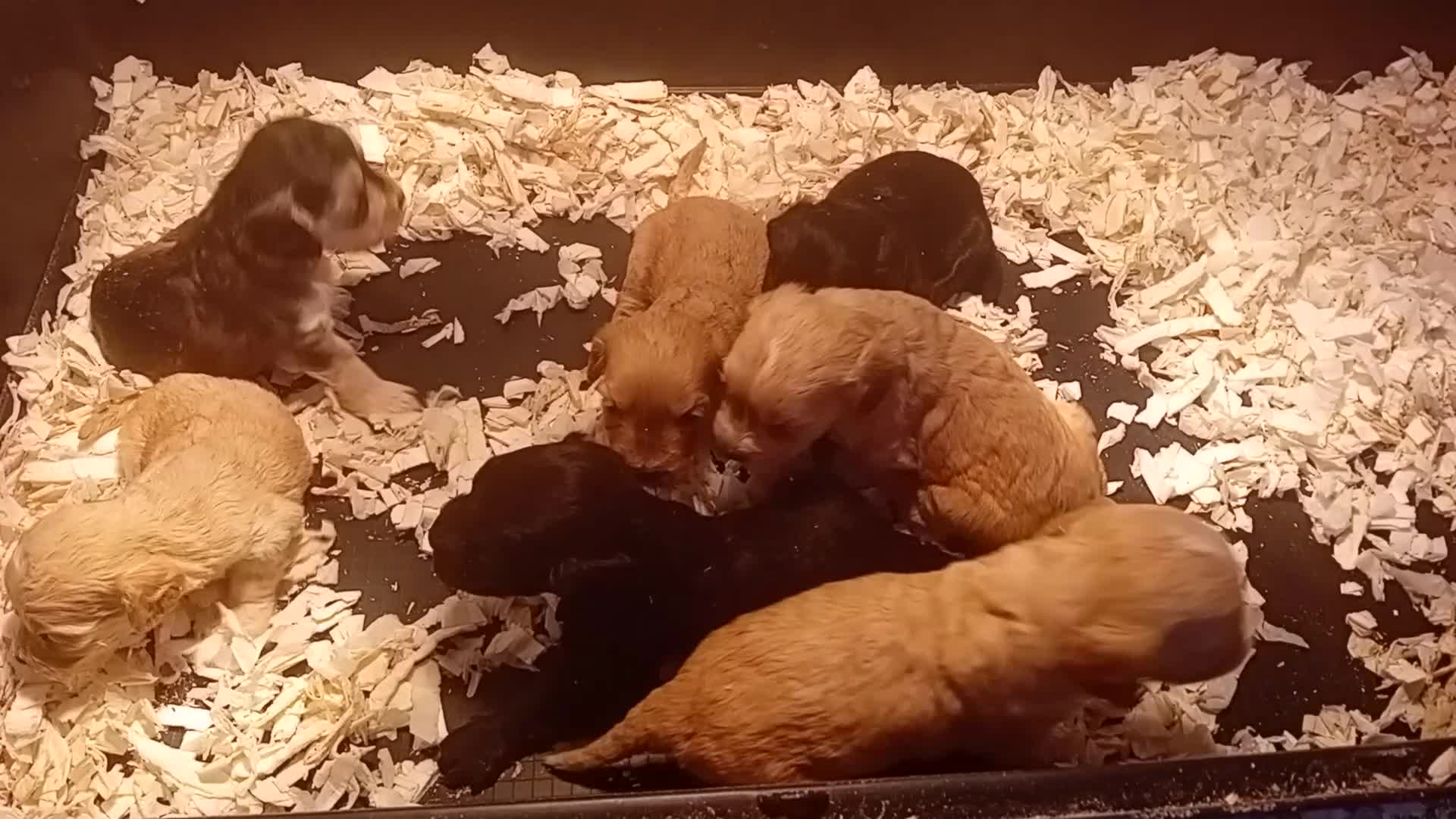 Cockapoo dogs for sale: Cockapoo pups,  Aberdeenshire  - Video 1