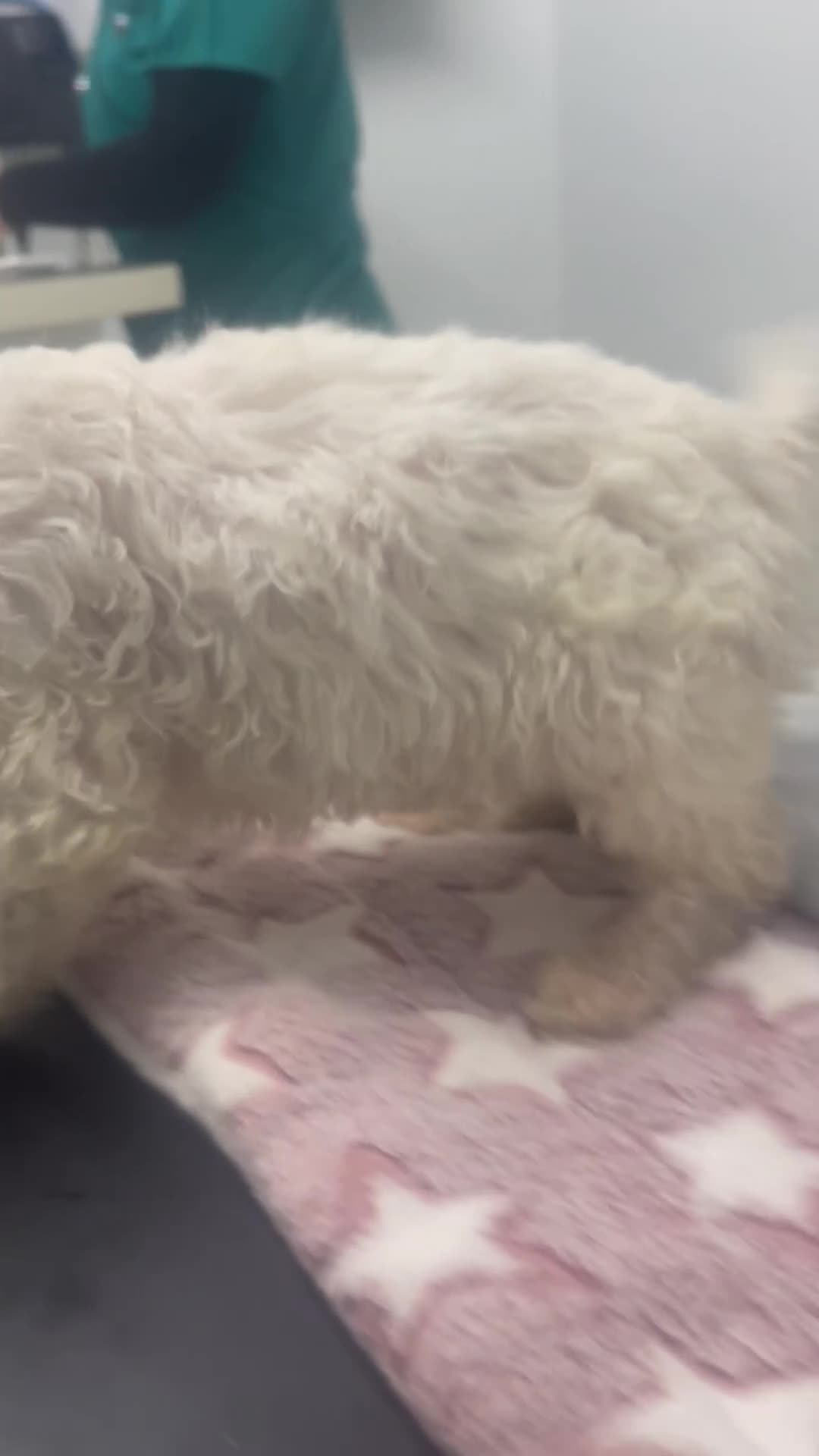 Cockapoo dogs for sale: Stunning Cockapoo puppies  - Video 4