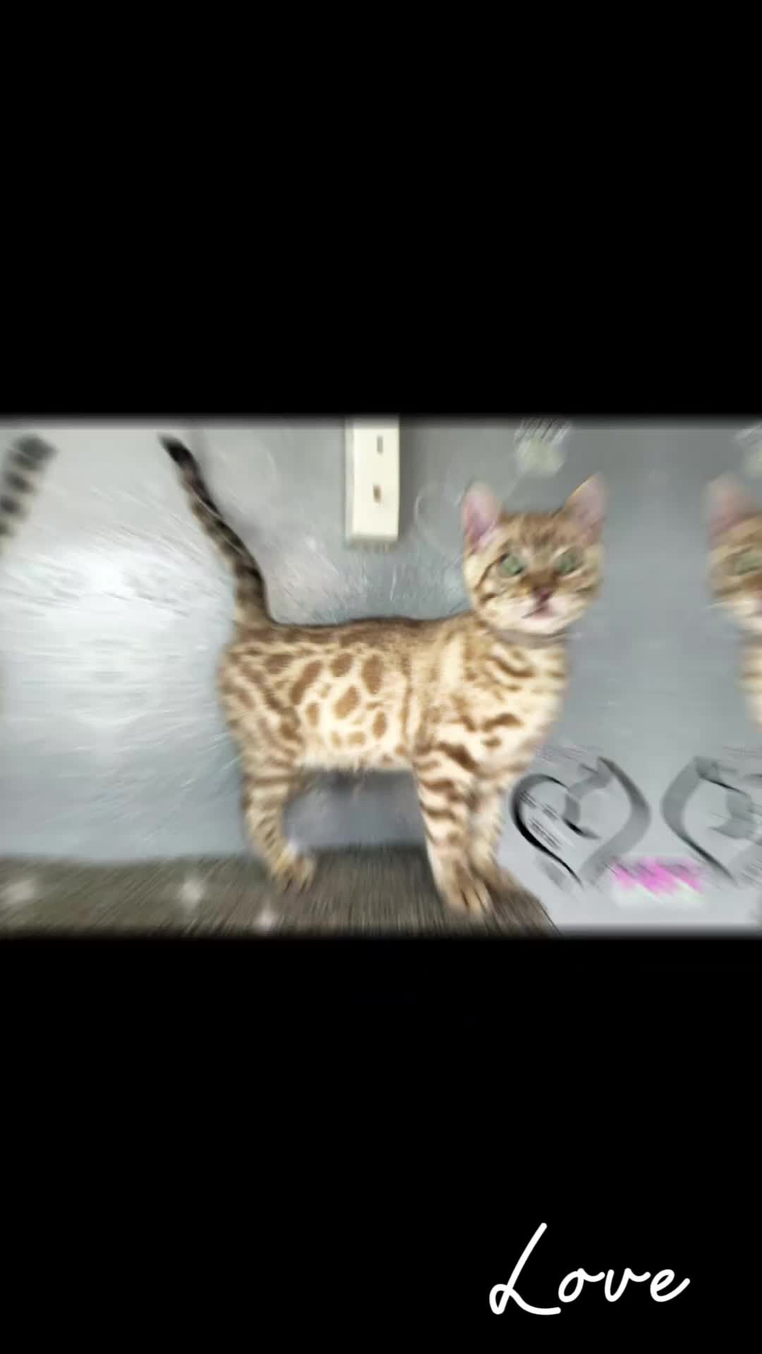 Bengal cats for sale: 4 beautiful bengal boys ready to leave now - Video 1