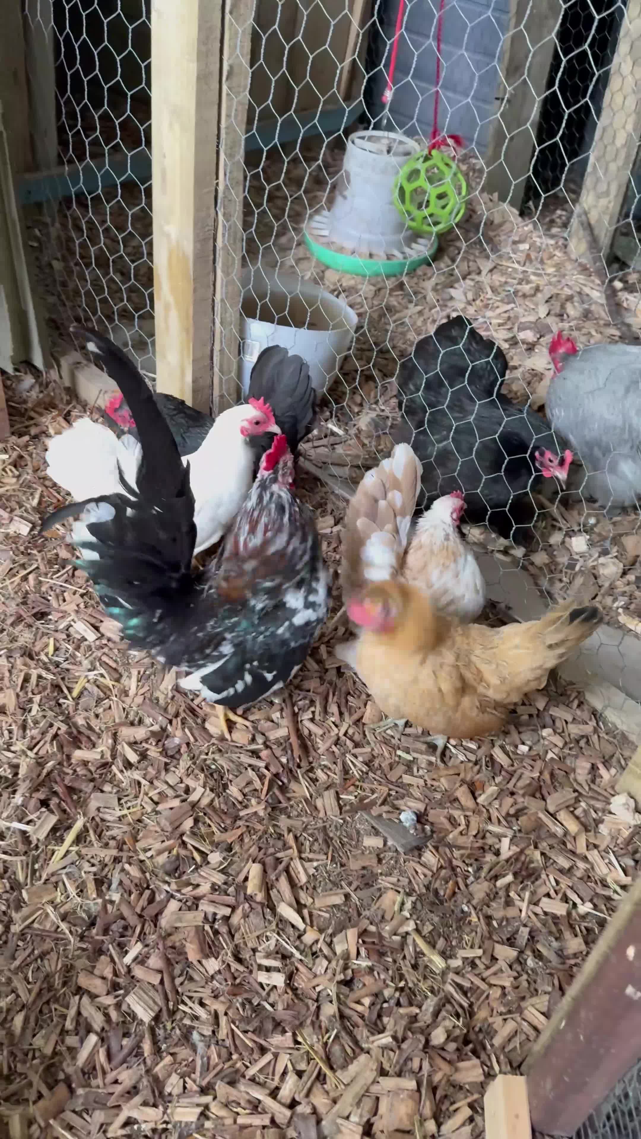 Chickens poultry for sale: Serama Chicks  - Video 1