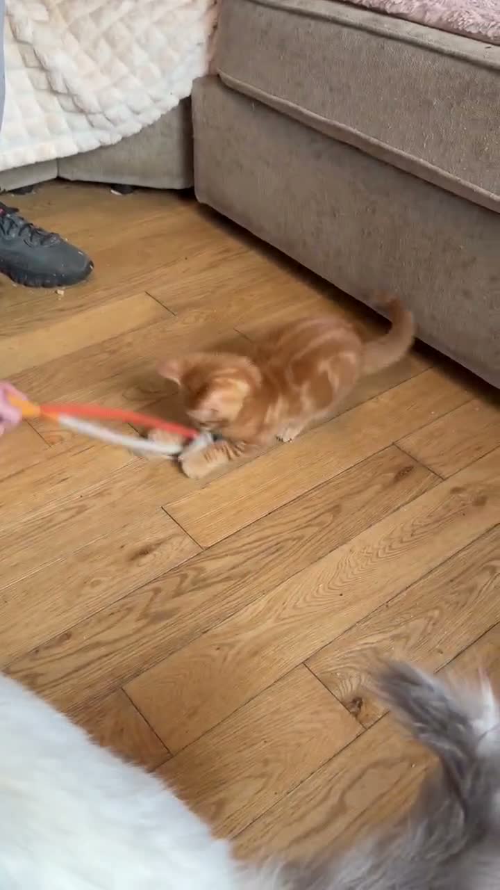 Ragdoll cats for sale: Ragdoll X kittens  - Video 1