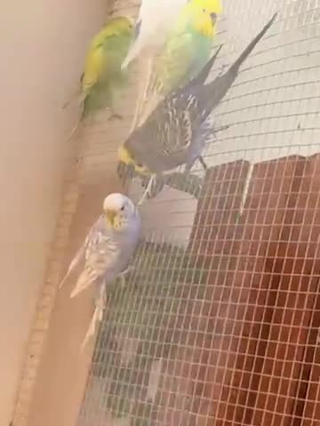 Budgerigars birds for sale: budgies  in Bristol - Video 1