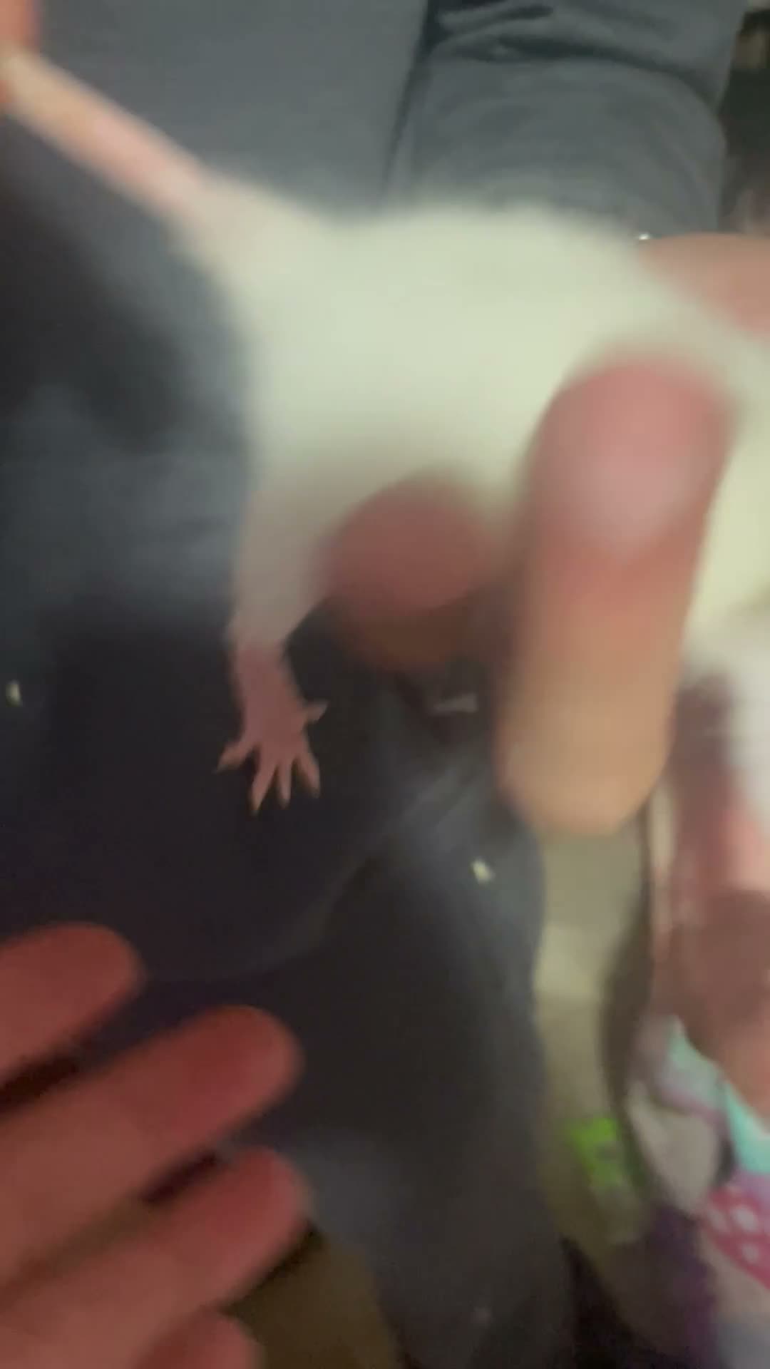 Rat rodents for sale: Baby rat  - Video 3