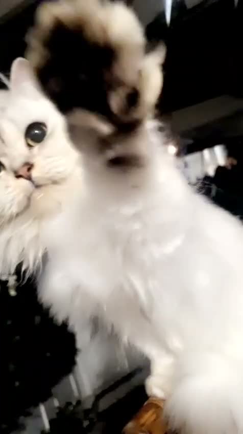 Mixed Breed cats for sale: Snow-white bsh/Persian cat - Video 1