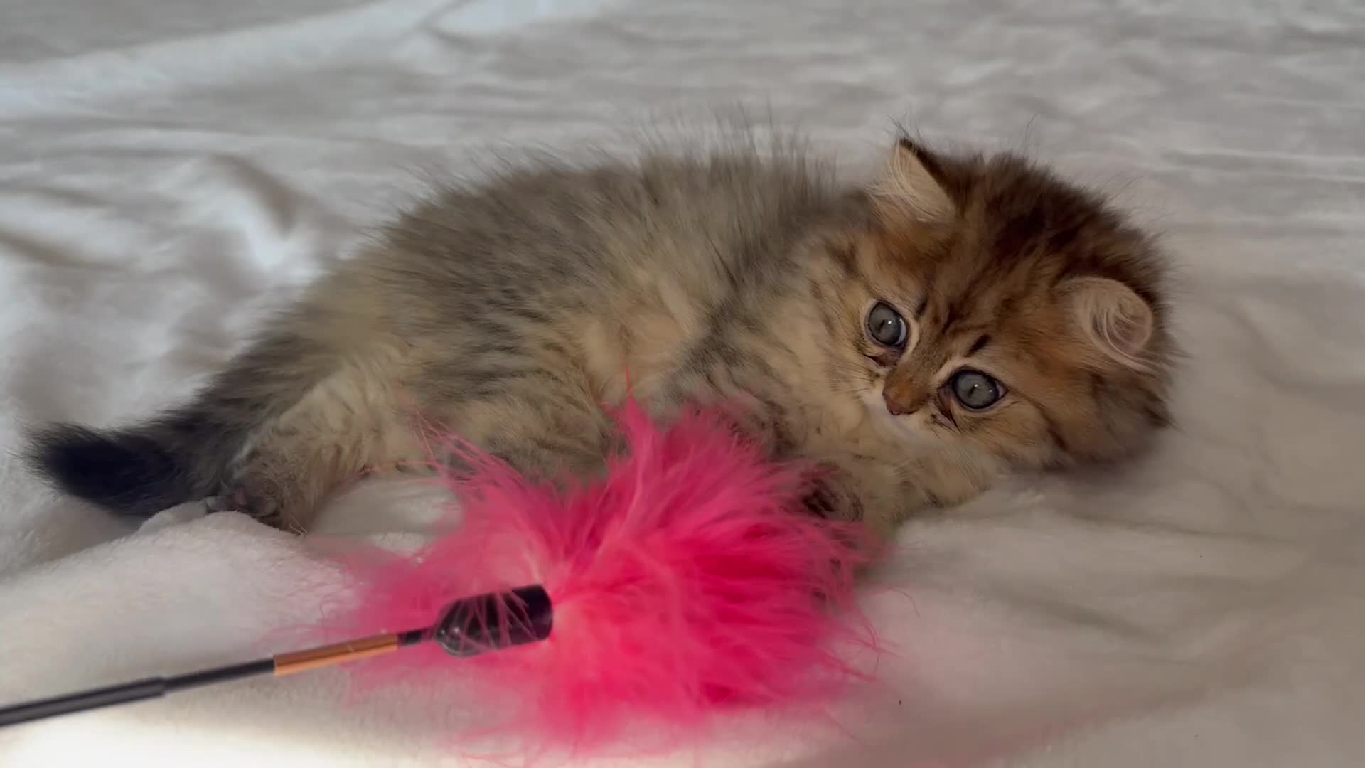 Persian cats for sale: GCCF Registered Persian Kittens Available - Video 3