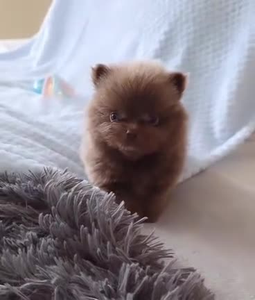 Pomeranian dogs for sale: 🐶 Tiny pomeranian puppies 🐶  - Video 3