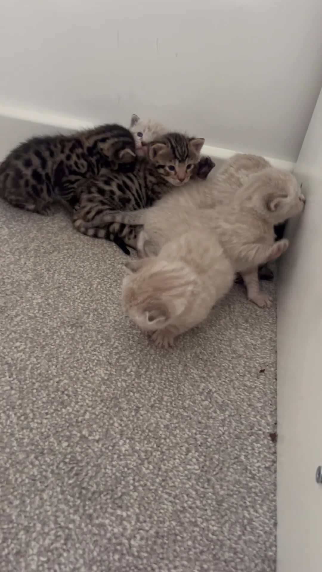 Bengal cats for sale: Snow bengal and charcoal bengal X - Video 1