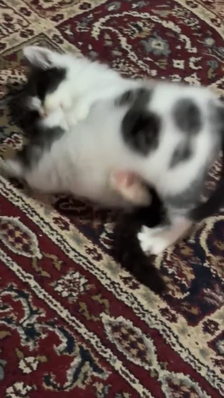 British Shorthair cats for sale: Adorable Kittens Looking for a Loving Home - Video 2
