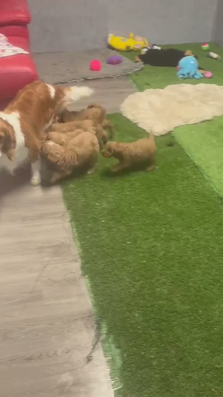 Cavapoo dogs for sale: Fox red Happy , healthy , playful puppies.  - Video 1
