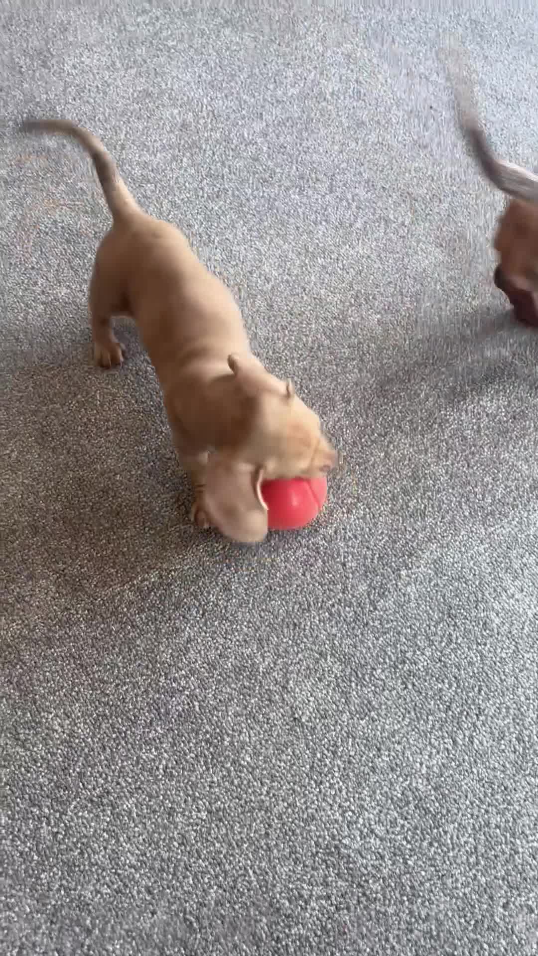 Miniature Dachshund dogs for sale: Gorgeous Trio of Mini Dachshunds in Portsmouth - Video 1