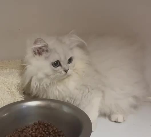 Persian cats for sale: Silver Chinchilla Persians Available! - Video 1