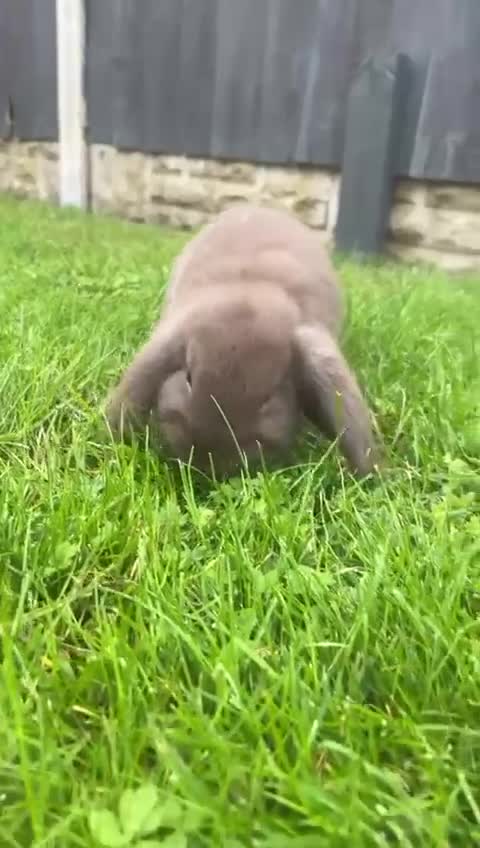Mini Lop rabbits for sale: Mini lop for sale - Video 1