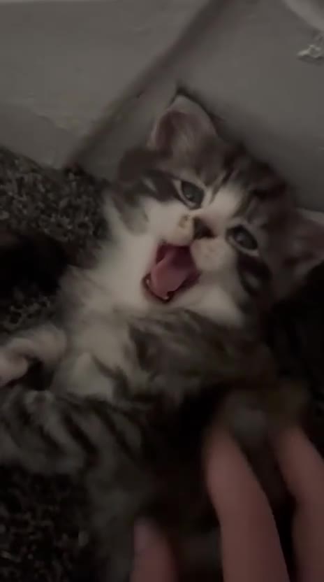 British Longhair cats for sale: Silver and black and grey longhaired kittens  - Video 1