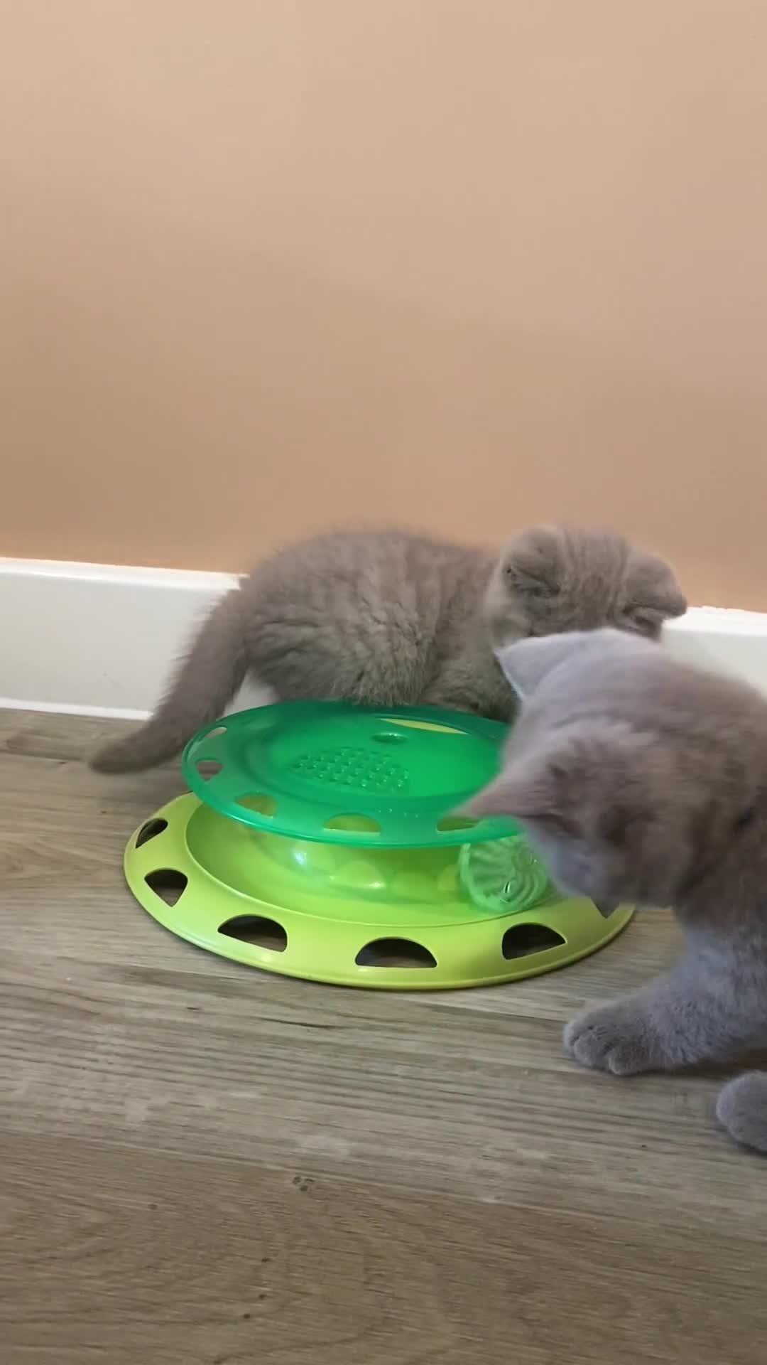 British Shorthair cats for sale: 💎 lilac British Shorthair kittens for reserve ✨ - Video 2