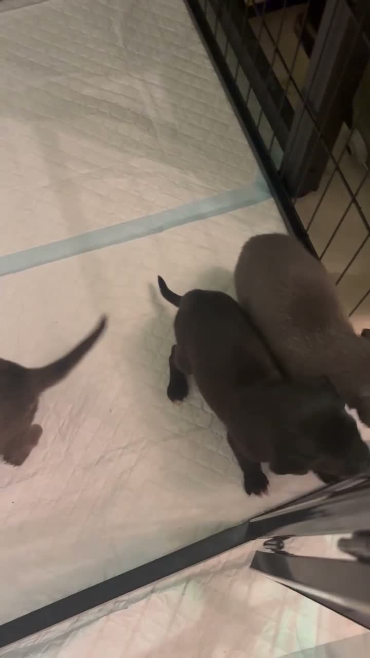 Mixed Breed dogs for sale: Beddlington Whippet X Whippet  in Walsall - Video 1