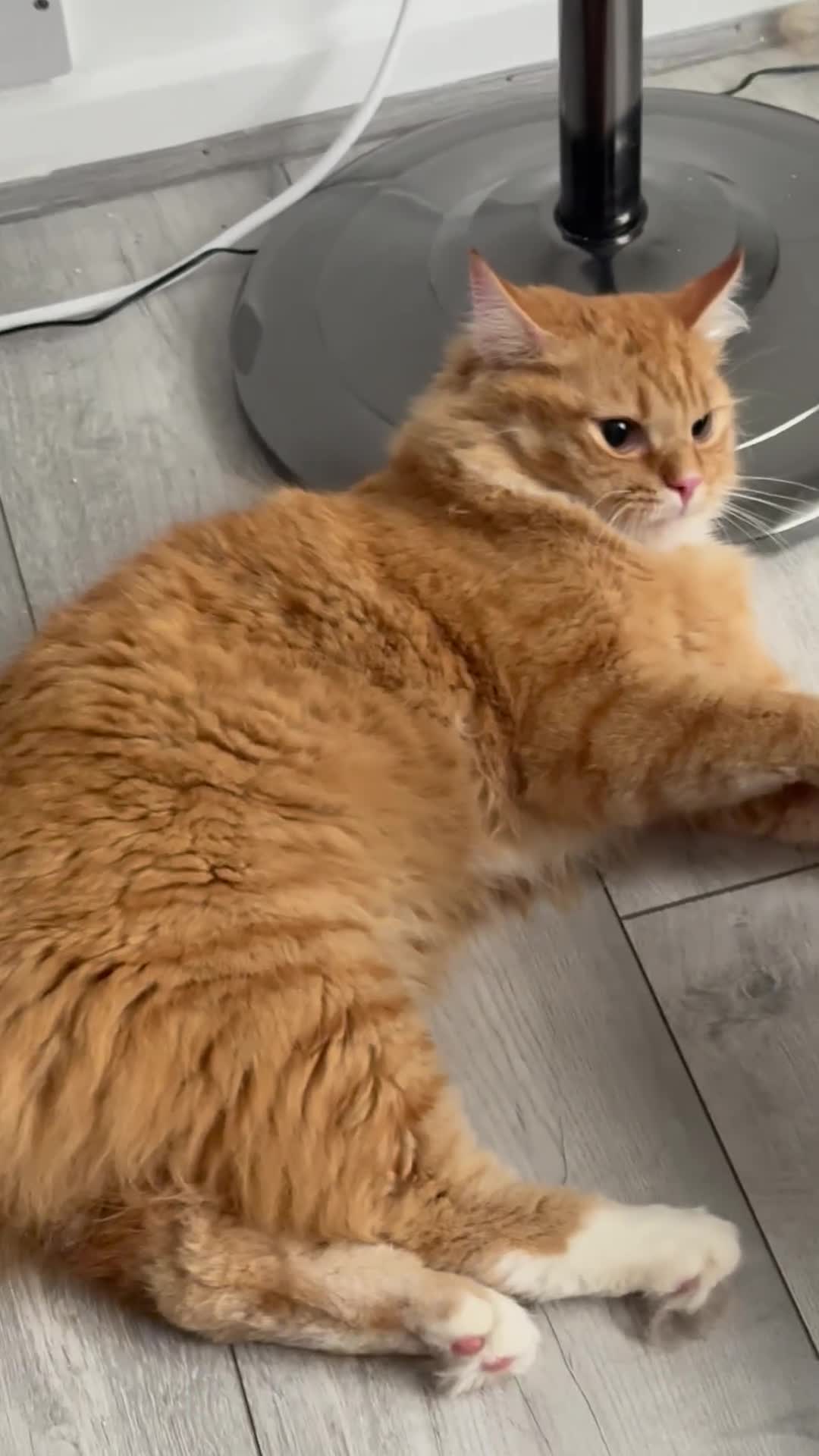 Mixed Breed cats for sale: Beautiful Ginger Longhair Male Cat in Dartford - Video 2