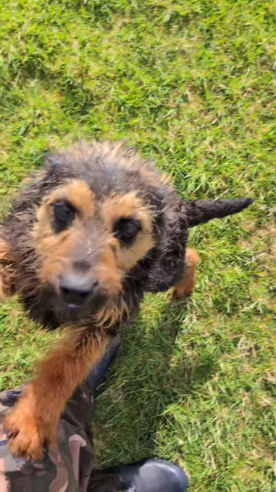 Mixed Breed dogs for sale: Maggie - Border X Bedlington Terrier - Video 1