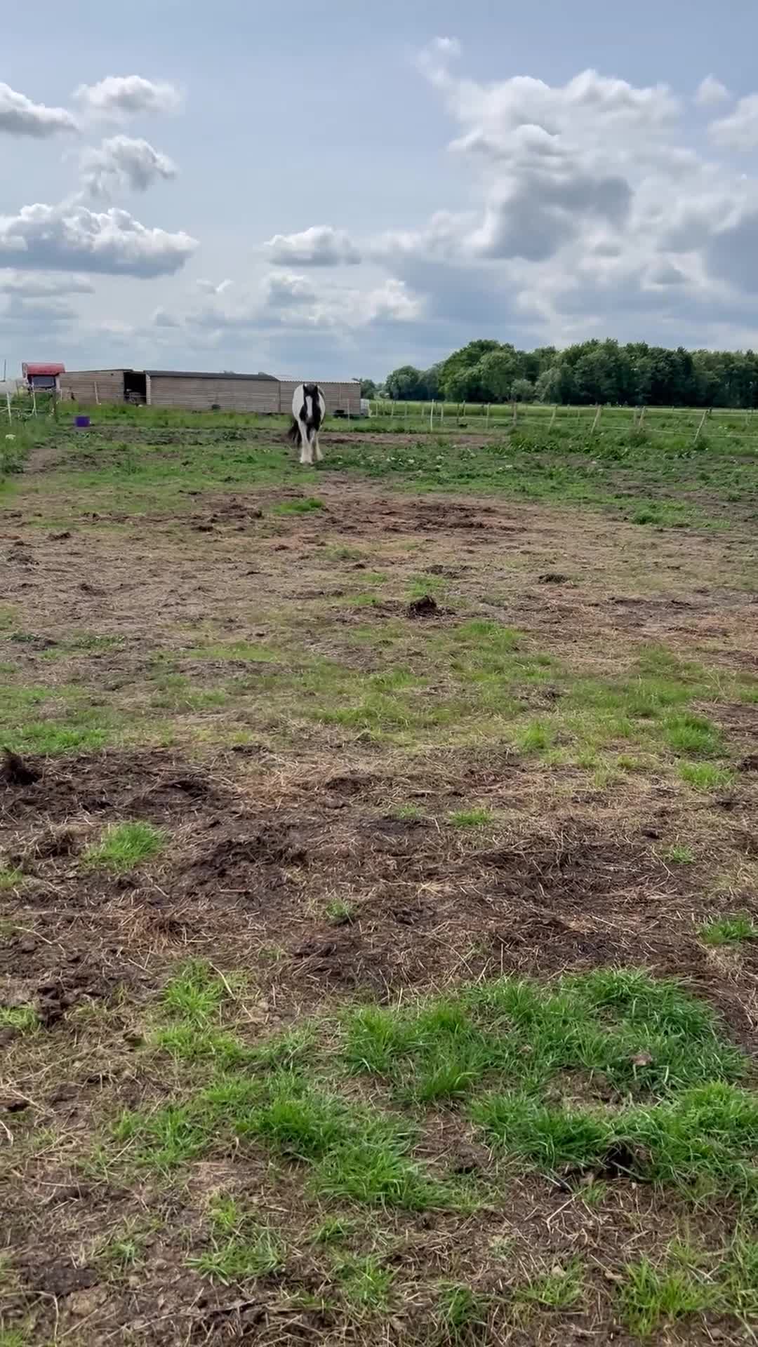 Irish Cob horses for sale: 3 year old mare - Video 1