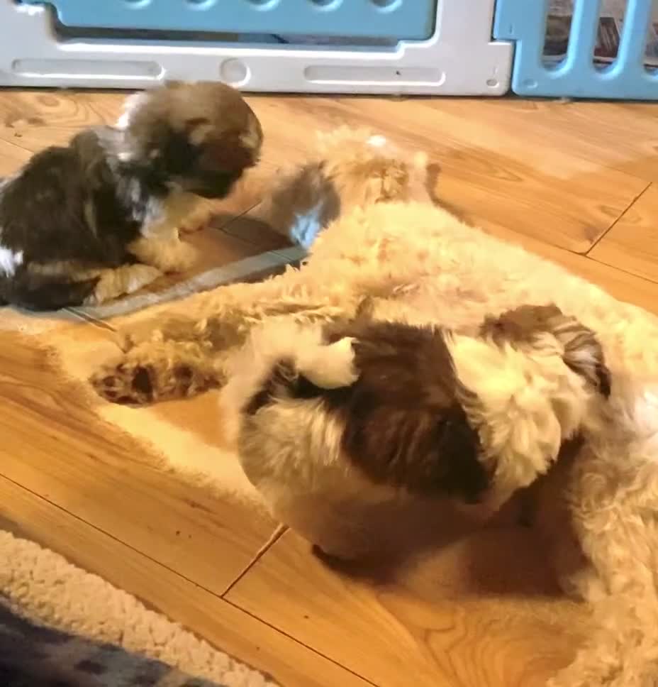 Shih Tzu dogs for sale: 💙 FLUFFY TEDDY BEAR SHIH TZU BOYS 💙 - Video 2