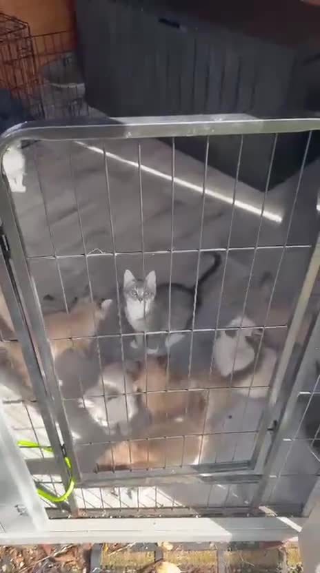 Ragdoll cats for sale: Beautiful Ragdoll cross kittens  - Video 4