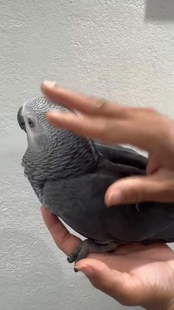 Parakeets birds for sale: African Grey Baby Hand-Reared with Cage - Video 1