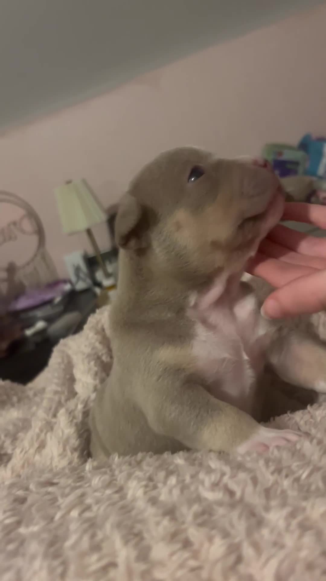 American Bully dogs for sale: Pocket Bully Litter - Video 1
