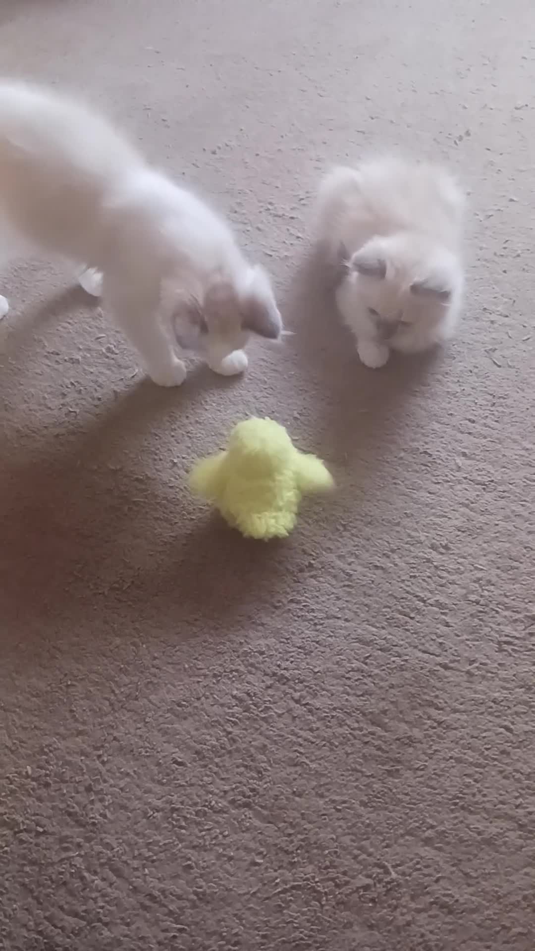 Ragdoll cats for sale: CUTE RAGDOLL KITTENS  - Video 2