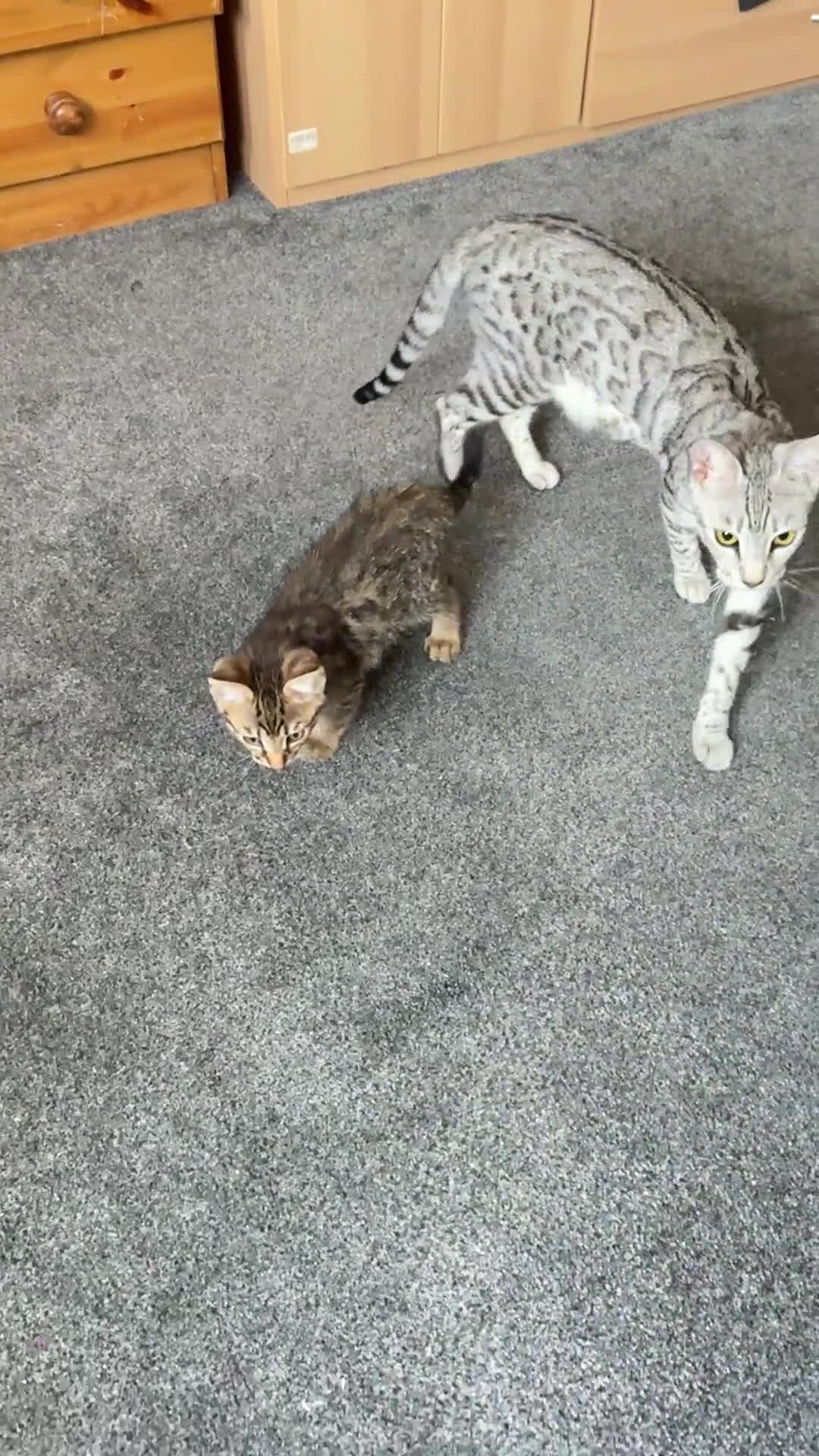 Bengal cats for sale: 2 stunning bengal kittens looking for their home - Video 1