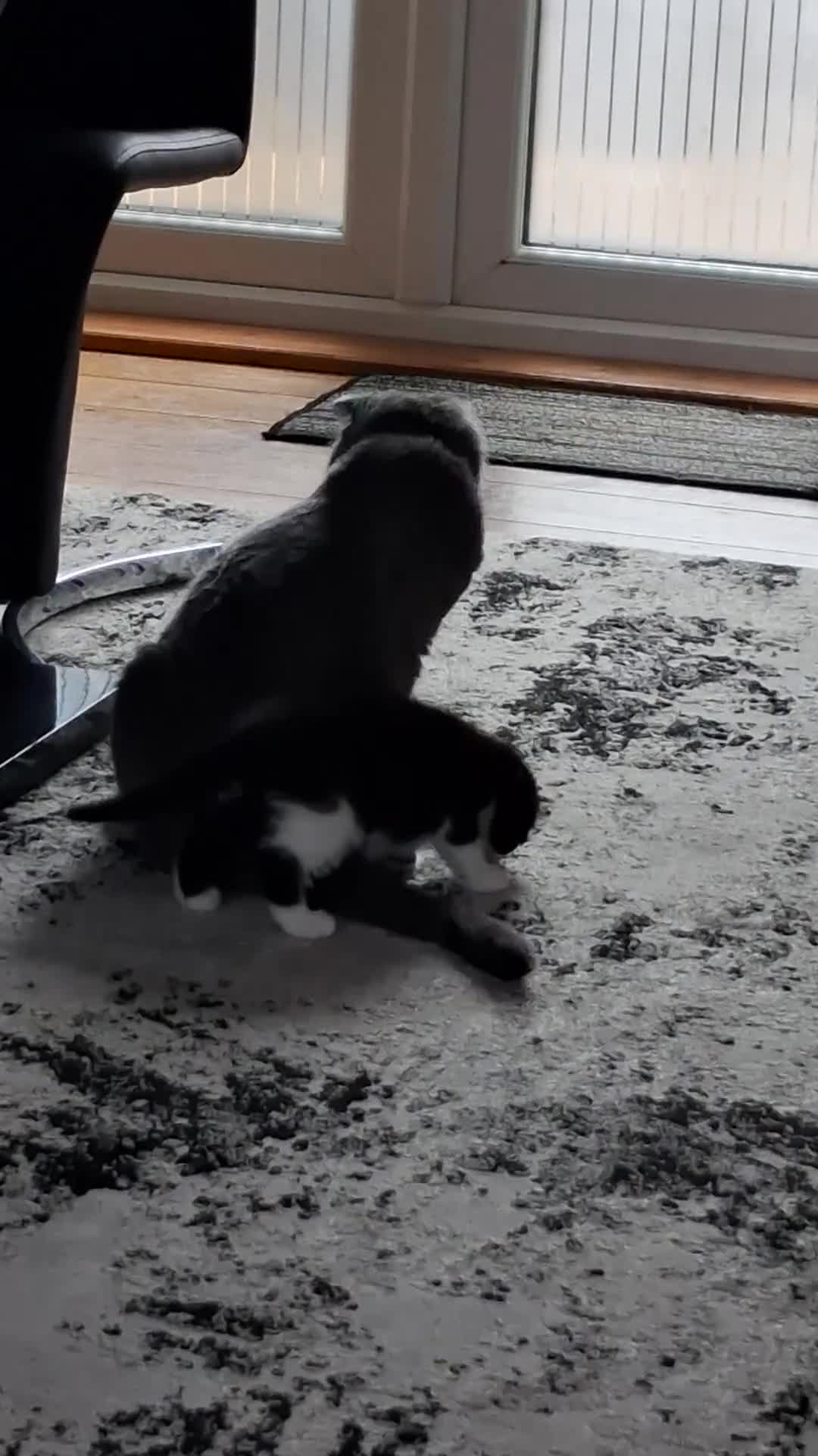 Mixed Breed cats for sale: Kittens 😸  - Video 2