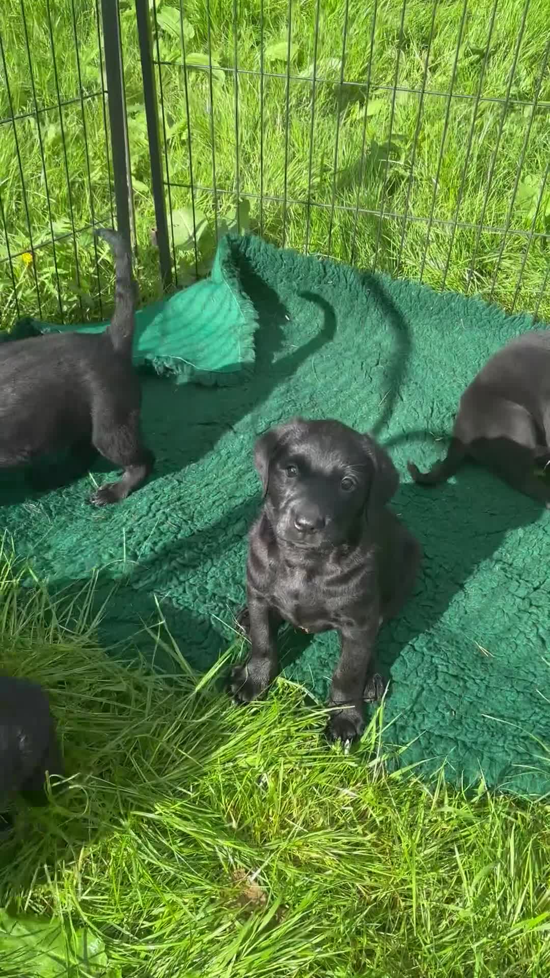 Labrador Retriever dogs for sale: Gorgeous chunky Labrador Puppies - Video 2