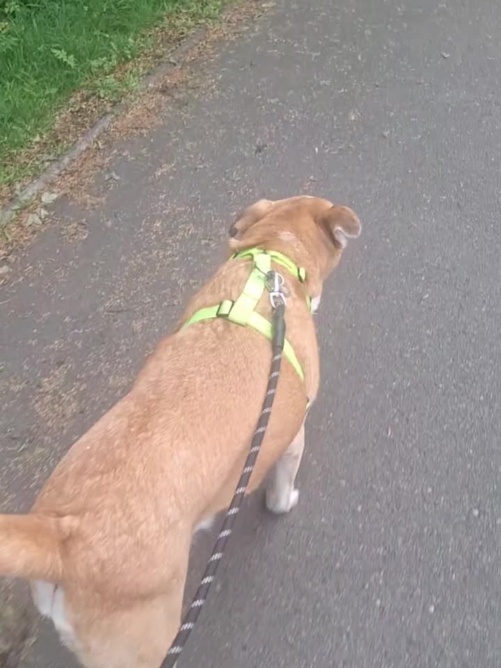 Mixed Breed dogs for sale: Foster or Forever Home for Beautiful Sanchez - Video 1