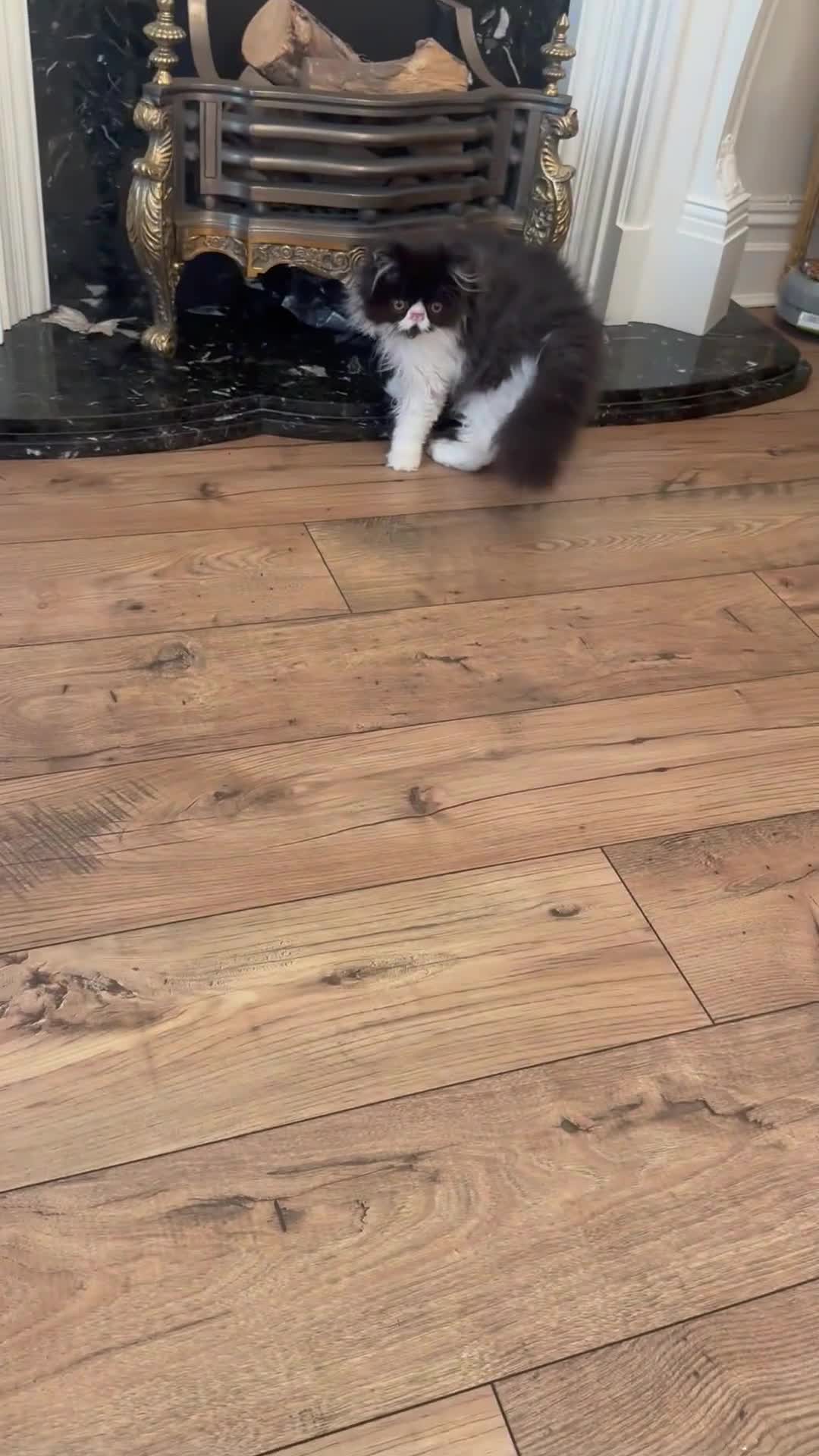 Persian cats for sale: PERSIAN KITTENS FOR SALE  - Video 2