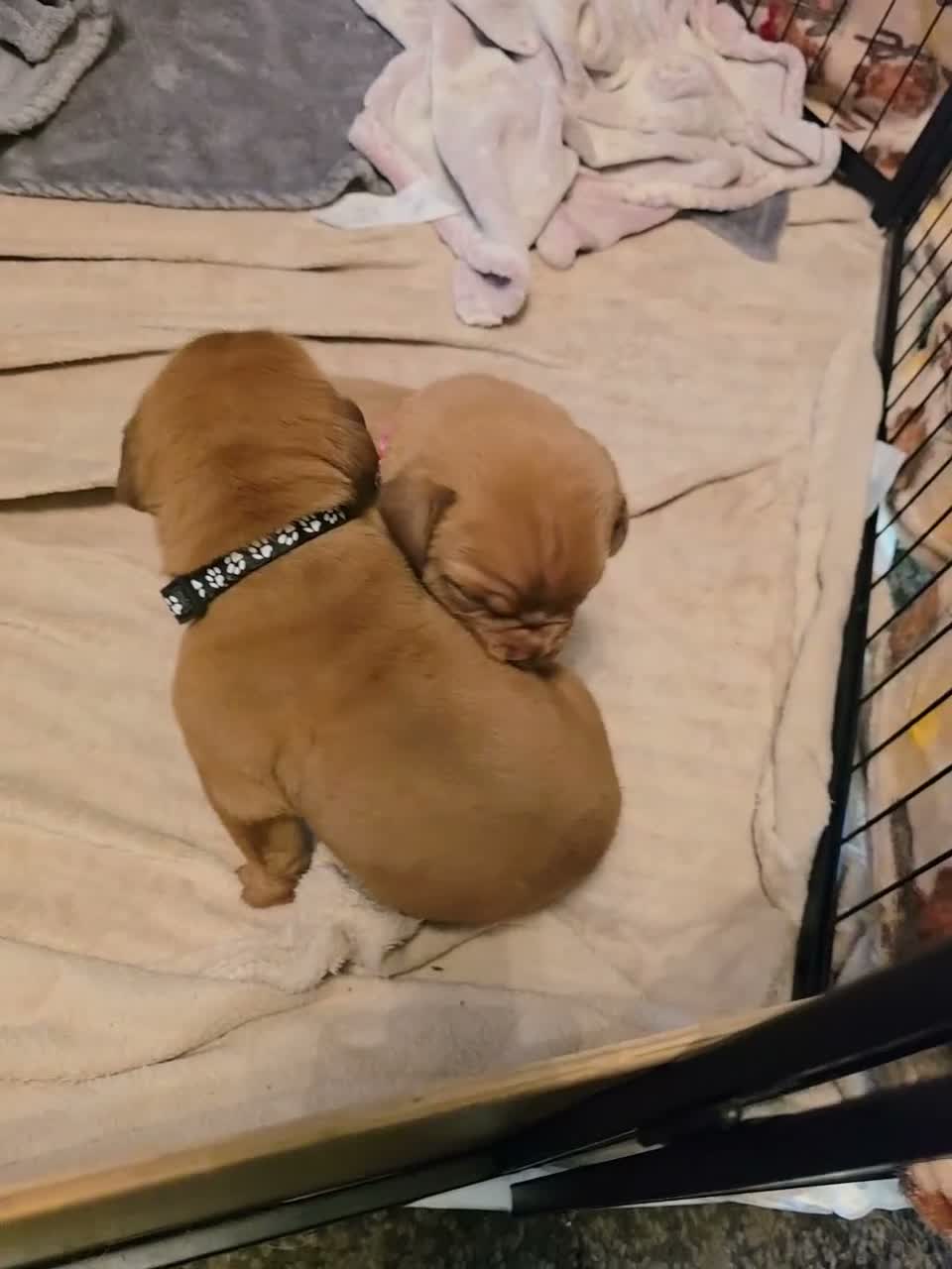 Dogue De Bordeaux dogs for sale: Chunky ddb puppies - Video 2