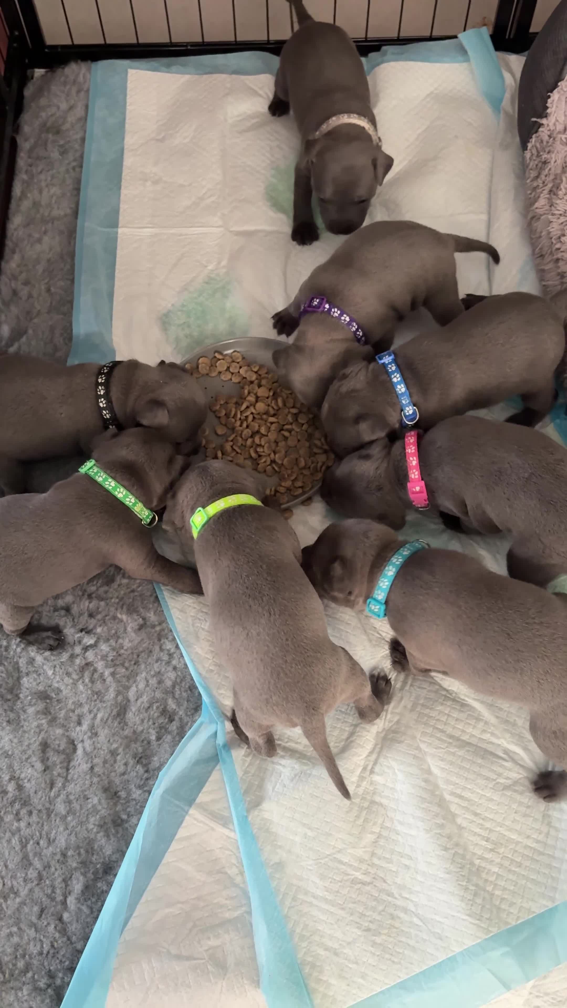 Staffordshire Bull Terrier dogs for sale: Blue Staffordshire Bull Terriers  - Video 1