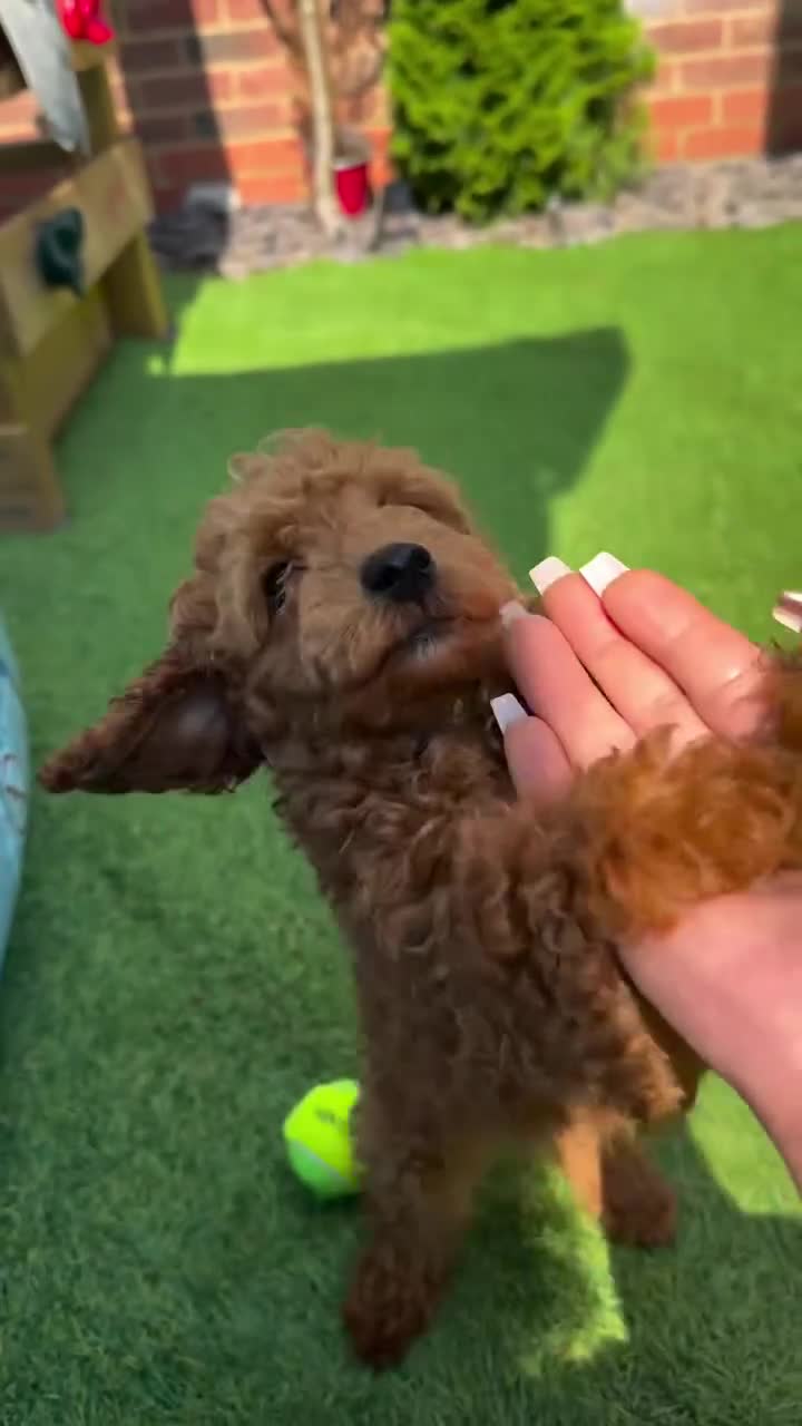 Toy Poodle dogs for sale: Last girl KC Register Toilet Trained Toy poodle - Video 1