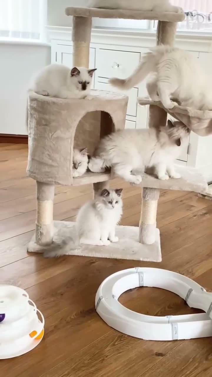 Ragdoll cats for sale: INDOOR GCCF REG CHOCOLATE LILAC RAGDOLL KITTENS - Video 1