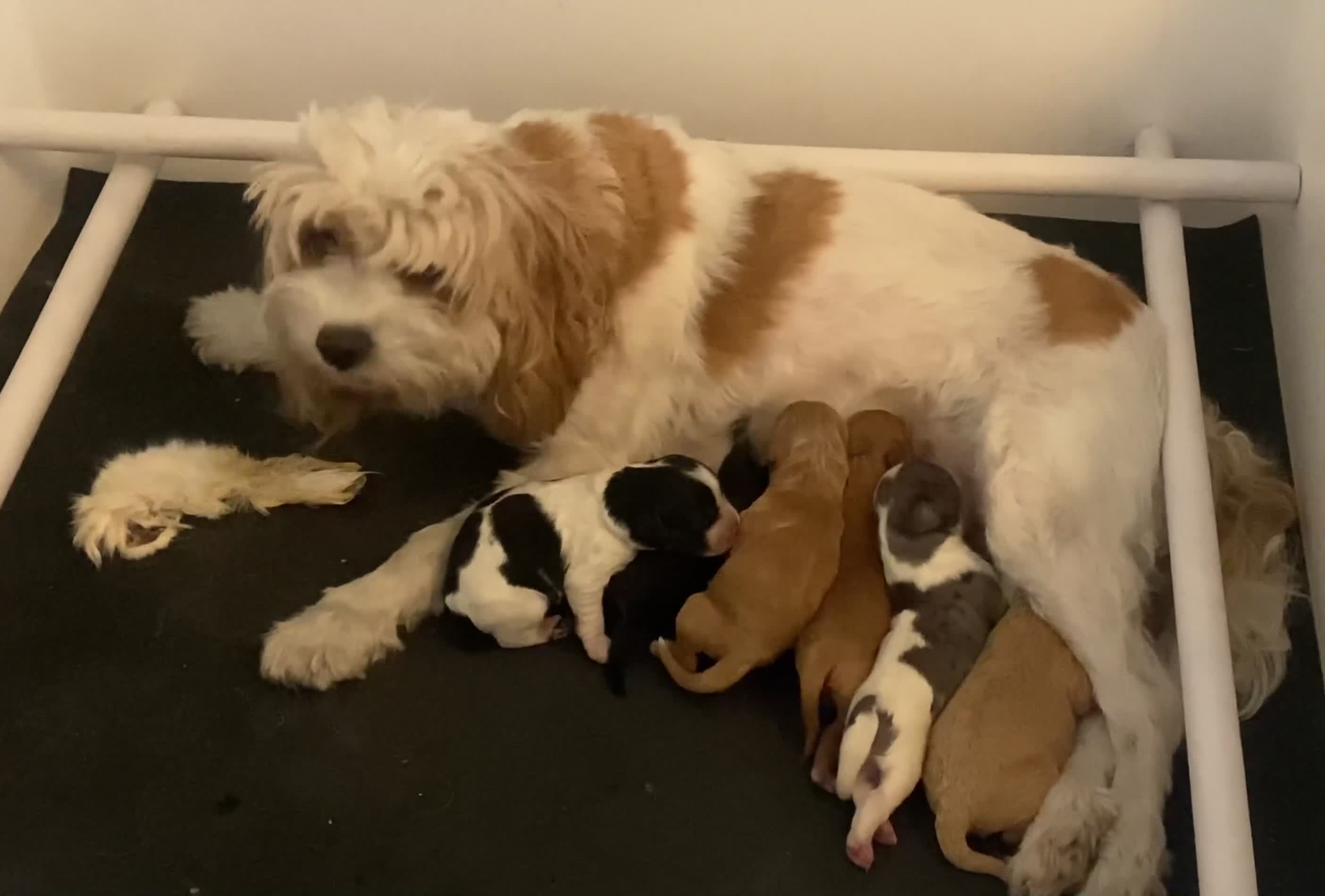 Cavapoo dogs for sale: Cavapoo Stud Dog Bi-Eyed Blue Merle DNA tested  - Video 2