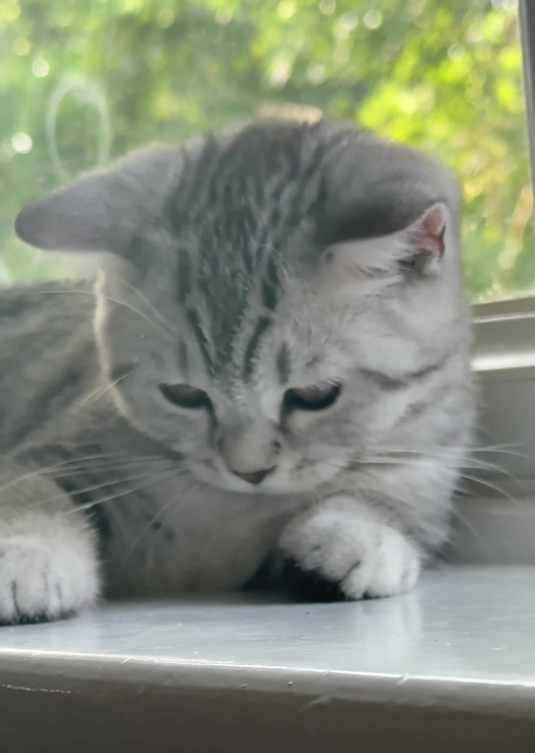 British Longhair cats for sale: Beautiful friendly  in Surbiton - Video 2