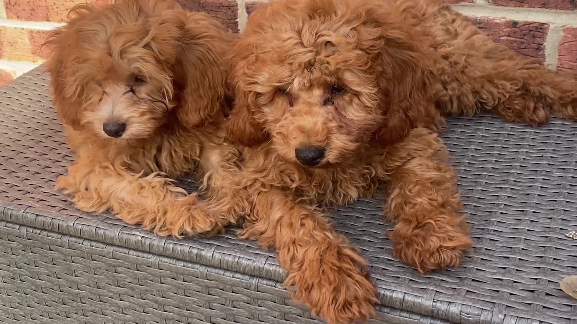 Maltipoo dogs for sale: Extensively DNA tested clear maltipoos - Video 2