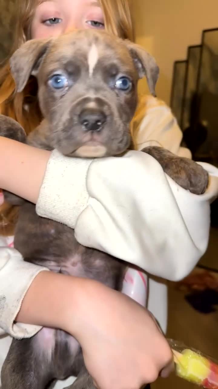 Cane Corso dogs for sale: Cane corso puppies  - Video 2