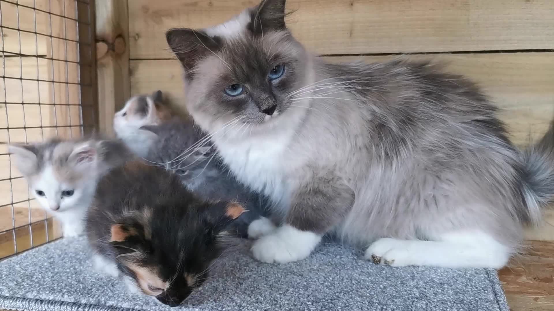 Siberian cats for sale: Registered Siberian Calico kittens  - Video 2
