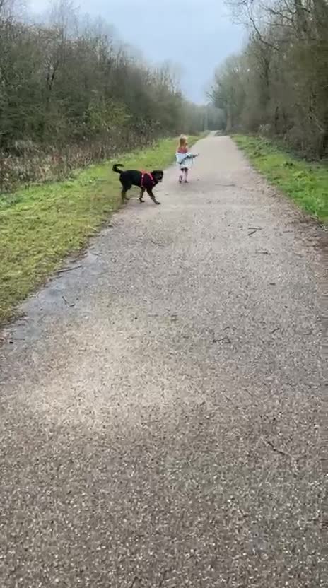 Rottweiler dogs for sale: Seeking a Forever Home Libby 1-Year-Old Rottweiler - Video 3