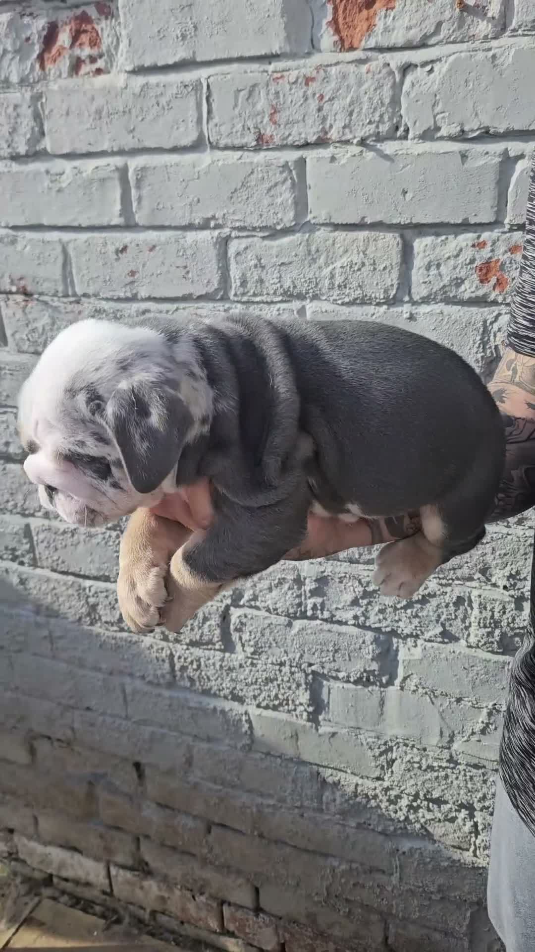 English Bulldog dogs for sale: English Bulldogs Puppies - Video 1