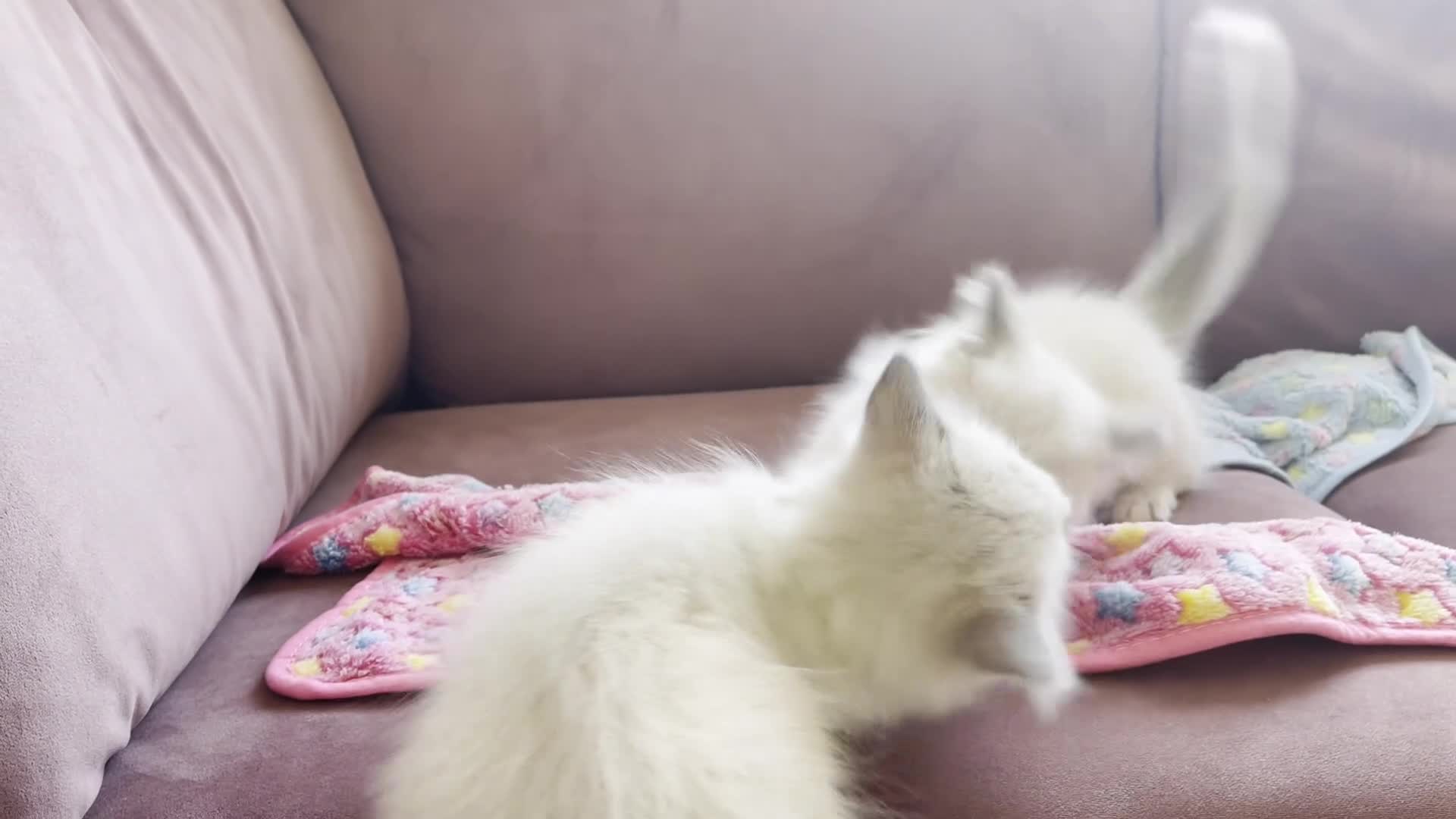 Ragdoll cats for sale: Child Friendly Ragdoll and Ragdoll Cross Kittens  - Video 2