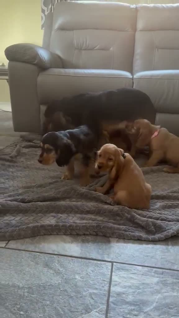 Cocker Spaniel dogs for sale: FULLHEATHTESTED OUTSTANDING SHOWTYPE COCKERSPANIEL in Alton - Video 1