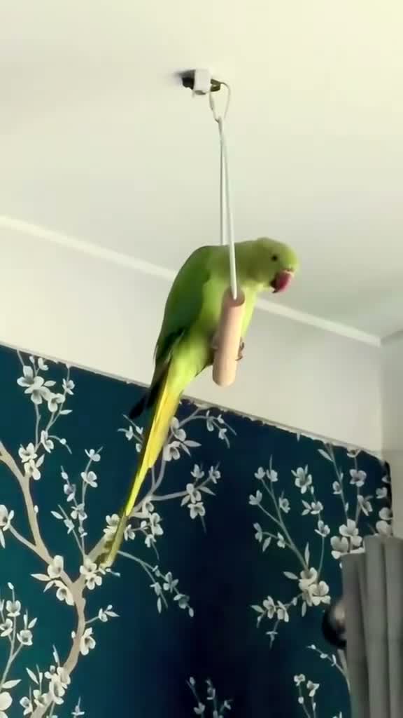 Parrots birds for sale: Rehoming my Indian Ring Neck Male - Video 2