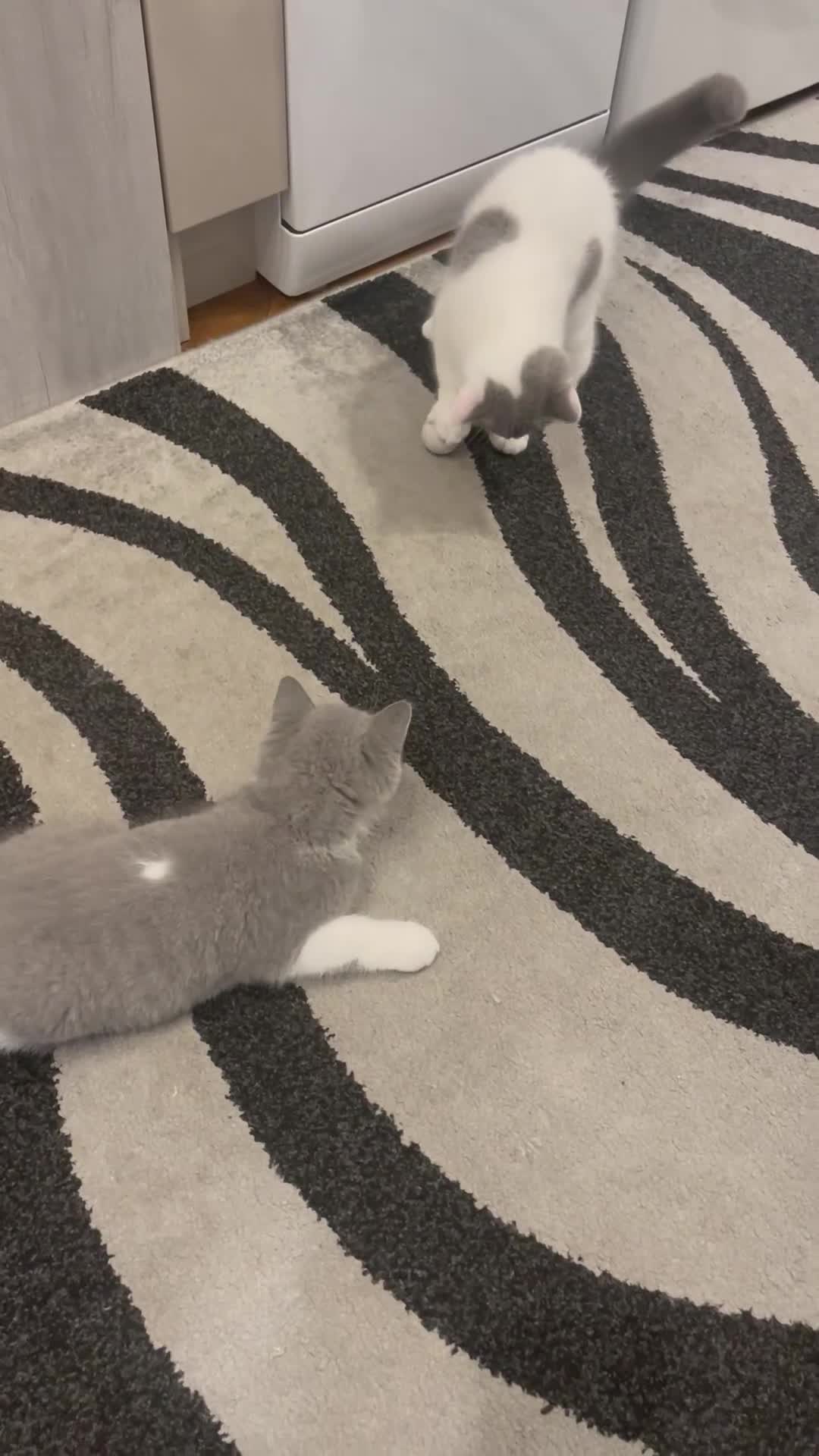 British Shorthair cats for sale: GCCF Kittens Ready to Join Their New Families  - Video 2