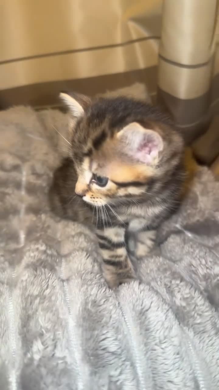 Mixed Breed cats for sale: Mixed breed kittens  - Video 1